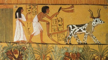 egyptian-agriculture