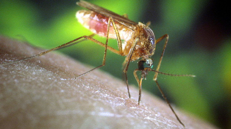 Zika virüsü için Google ve UNICEF bir arada