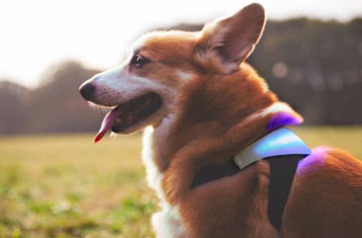 Köpekler için nabız sensörü