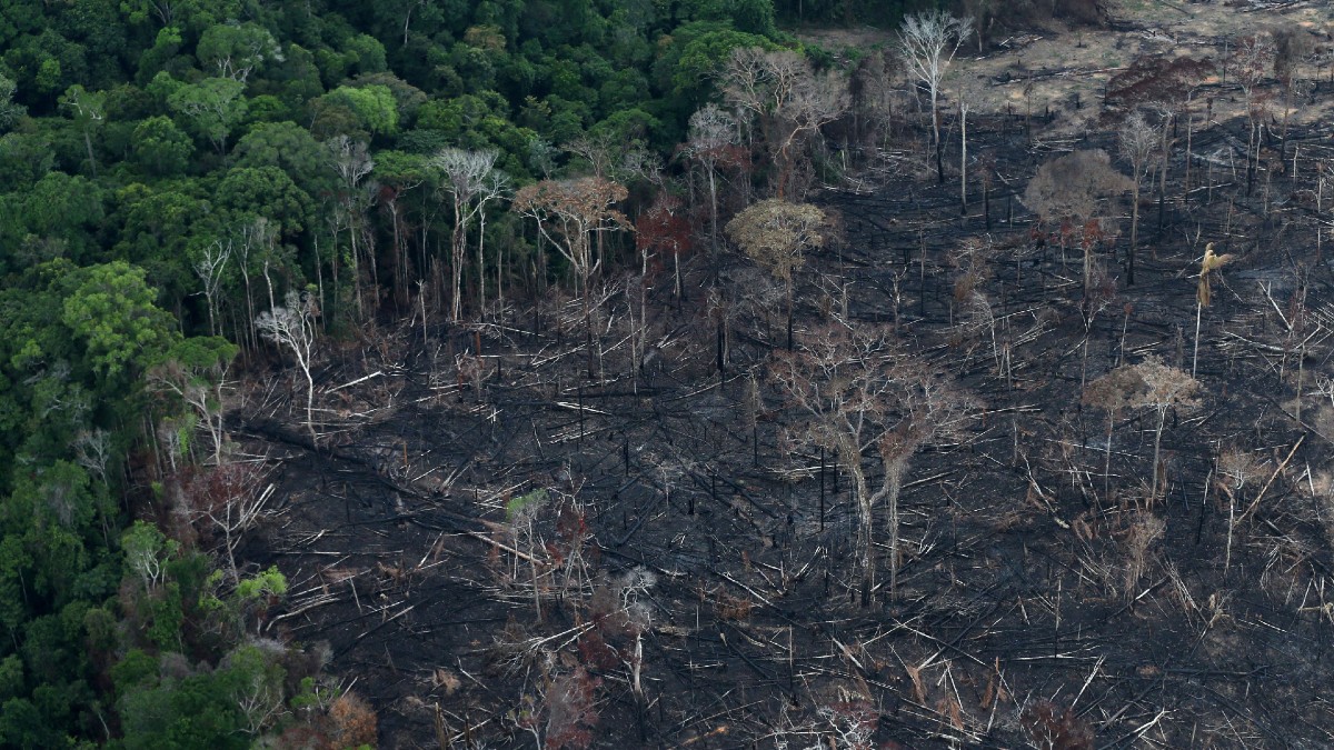 Amazon Ormanları algoritmalarla korunacak