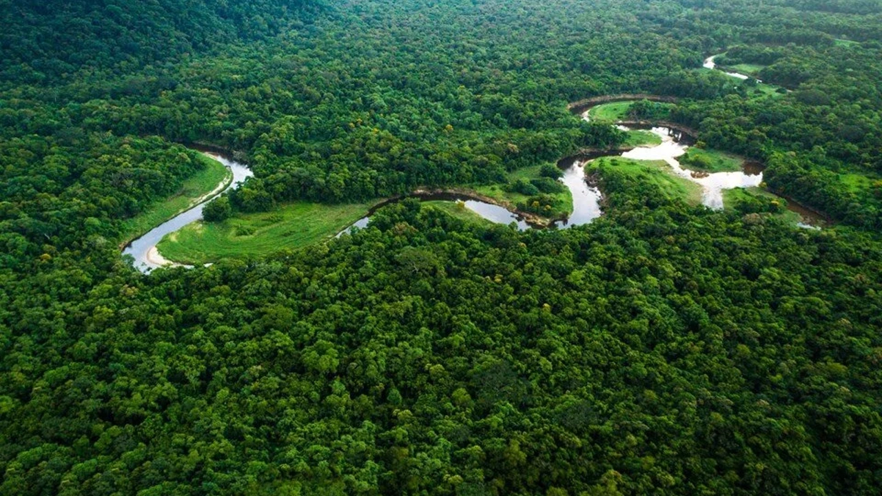 Amazon'da suç artışı yağmur ormanlarını ve iklimi tehdit ediyor!