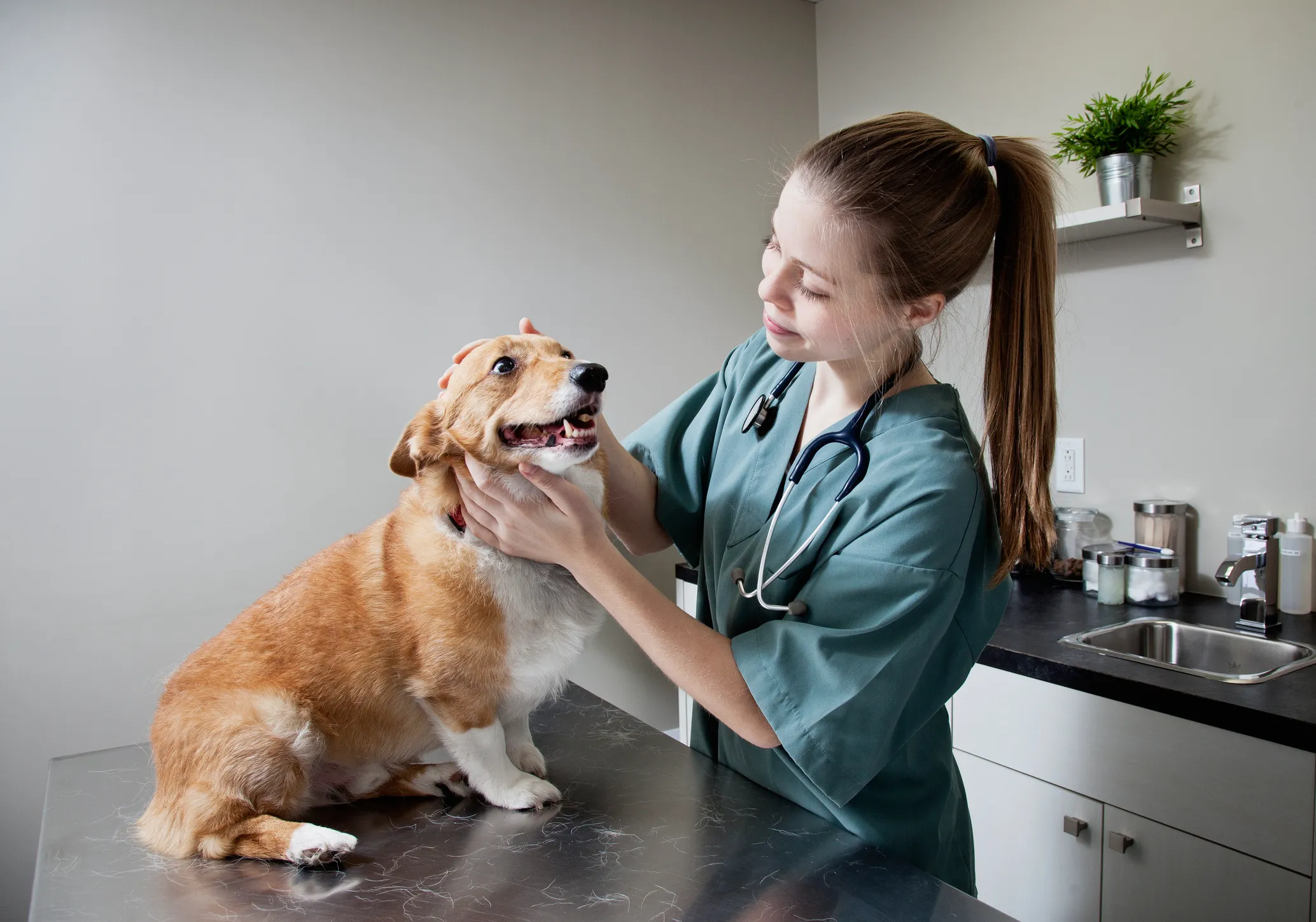 Köpek kanseri tedavisindeki çalışmalarıyla tanınan ImpriMed, insanlar için kolları sıvadı!