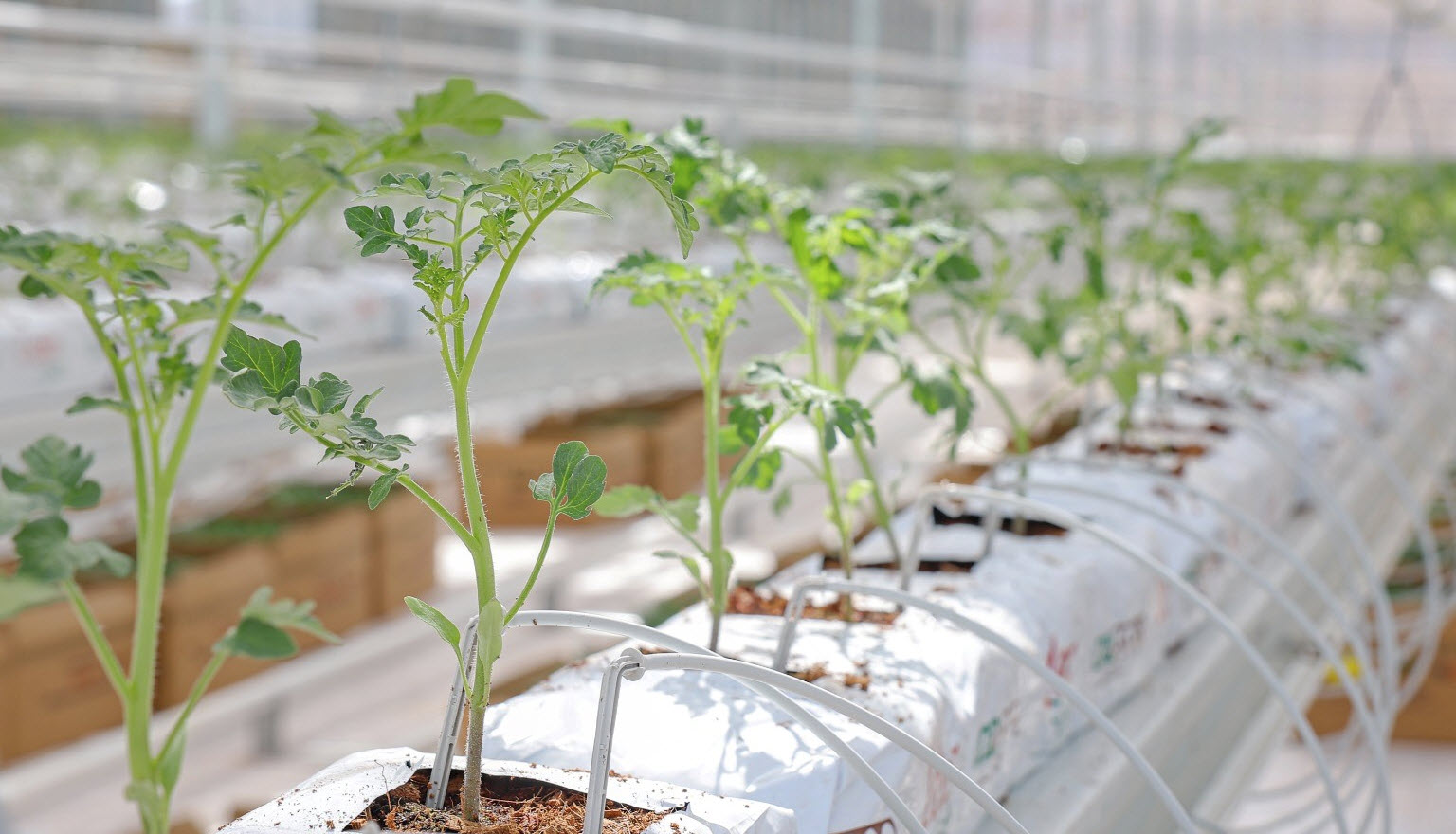 Teknoloji ile üretilen domateslerin ihracatı başladı!