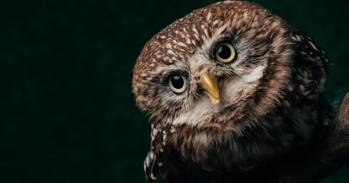 Kameralar hayvanların görüşünü taklit ediyor