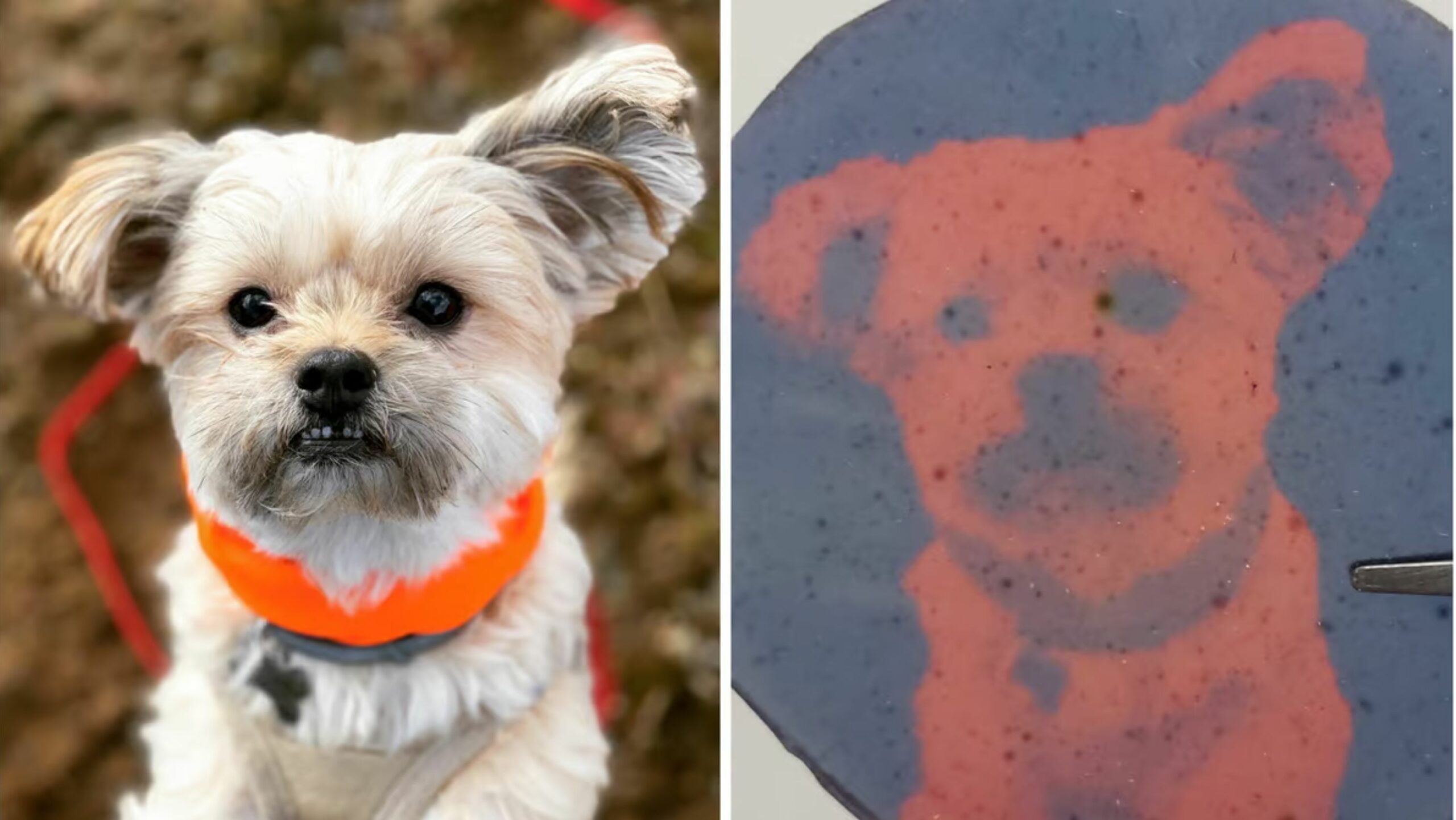 Taşınabilir ekran küpü animasyonlarda kullanılıyor 