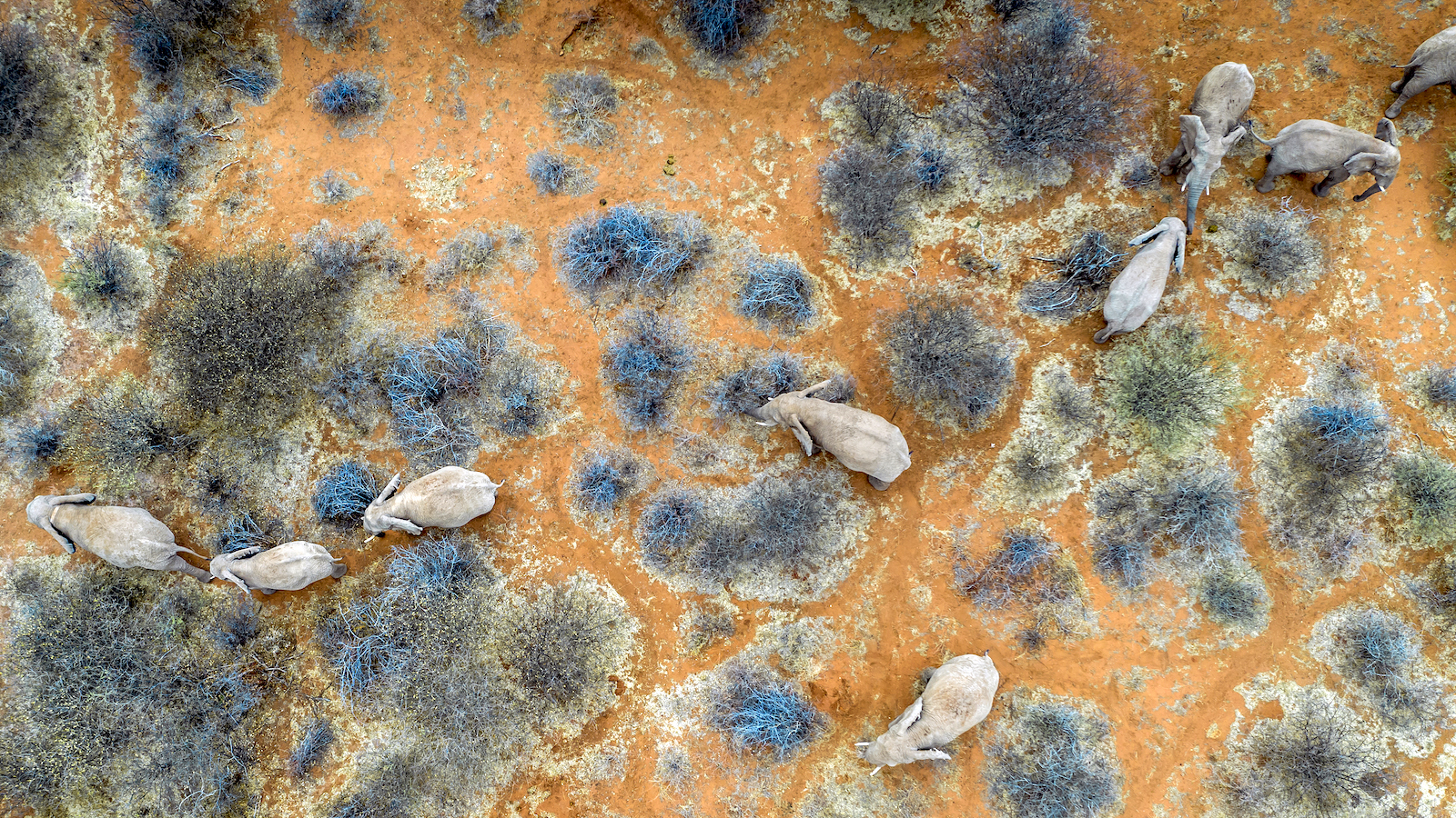 Nesnelerin interneti canlı yaşamını takip ediyor